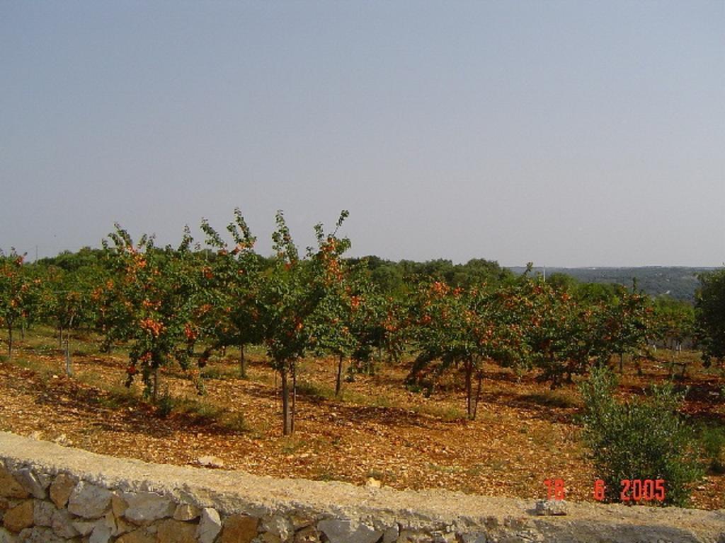 Agritria Di Umberto Anglisani Villa Ostuni Eksteriør bilde